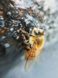 Close-up of bee on flower