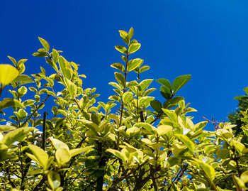 Low angle view of plants against clear blue sky