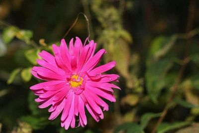 Close-up of pink flower