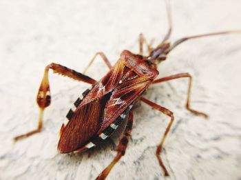 Close-up of grasshopper on leaf