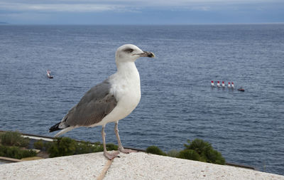 Seagull on a sea