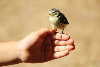 Cropped image of hand holding small bird