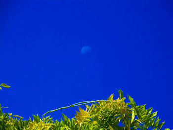 Low angle view of flowers against clear blue sky