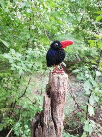 Bird perching on wooden post