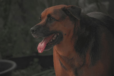 Close-up of dog looking away at home