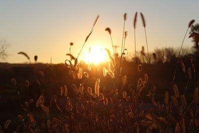 Plants growing on field at sunset