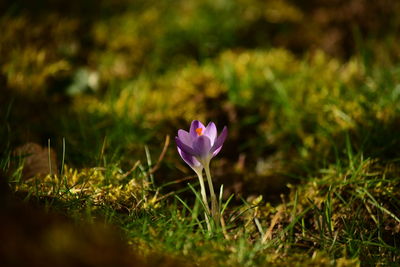 Close-up of purple crocus flower on field