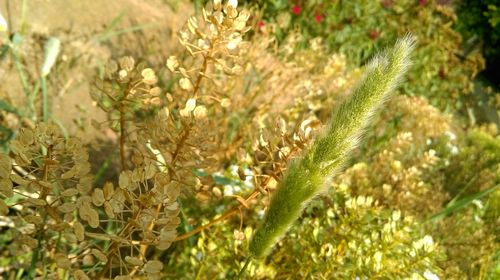 Close-up of fresh green plant in field