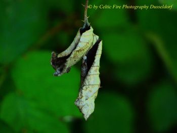 Close-up of insect on leaf