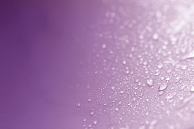 Close-up of water drops on purple background