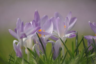 Close-up of purple crocus flowers