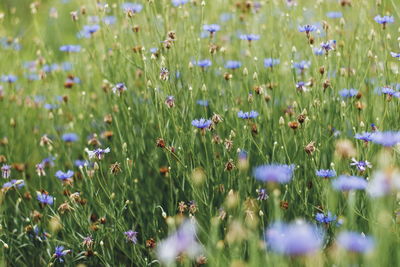 Close-up of purple flowering plants on field