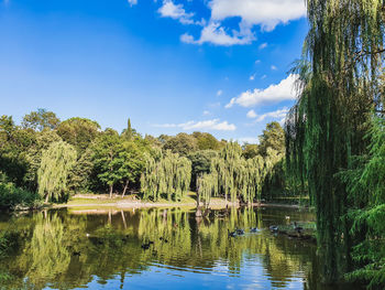 Reflection of trees in lake