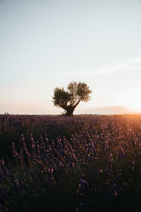 Scenic view of tree on field against sky during sunset