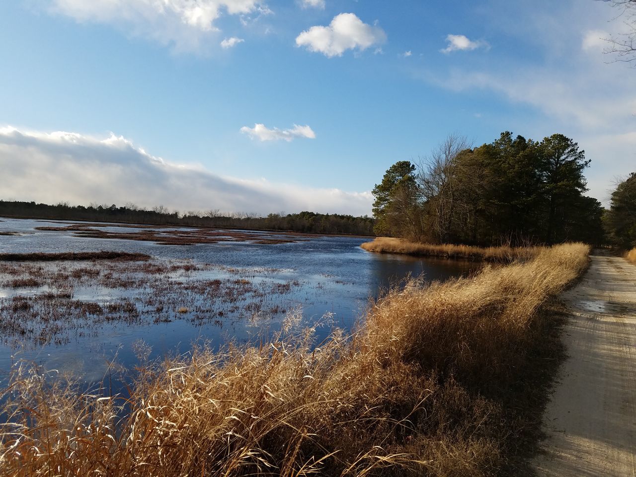 Abandonedcranberrybog