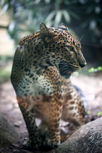 animal