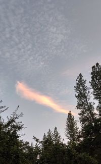 Low angle view of trees against sky