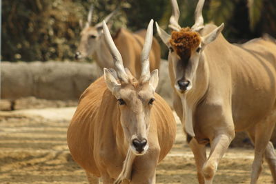 Close-up portrait of horned animals