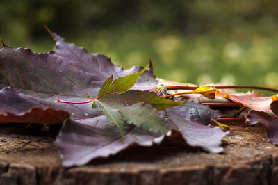 Close-up of leaves on plant