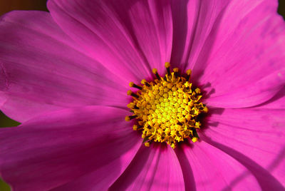 Close-up of pink flower