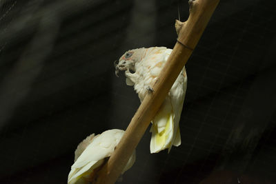 Close-up of a bird perching on a branch