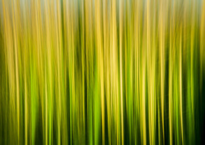 Full frame shot of palm leaf