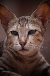 Close-up portrait of a cat