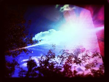 Sun shining through trees