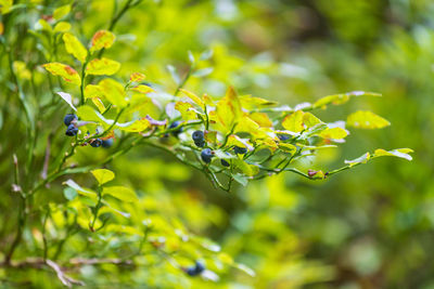 Close-up of flowering plant