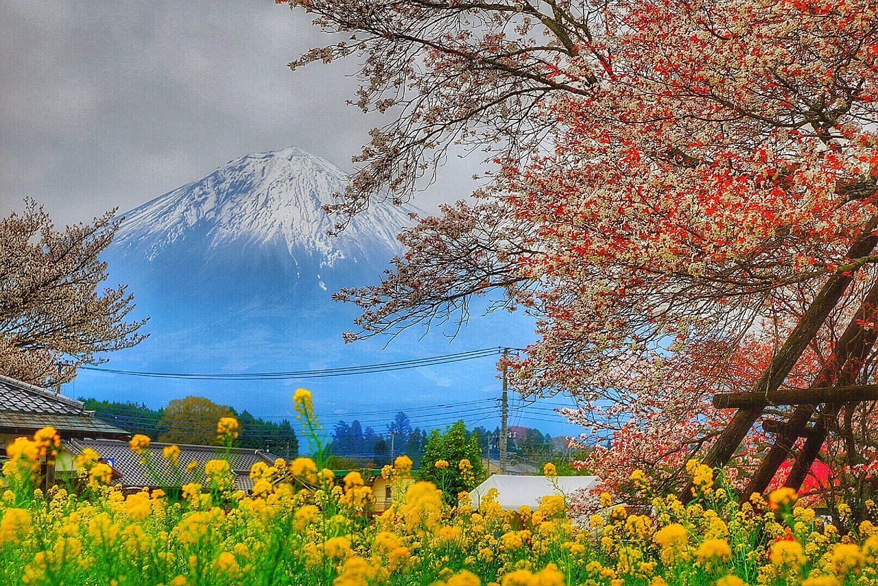 flower, growth, beauty in nature, tree, nature, yellow, sky, plant, freshness, mountain, fragility, tranquility, scenics, season, tranquil scene, field, built structure, building exterior, branch, in bloom