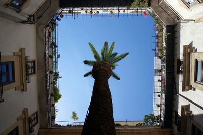 Low angle view of palm tree