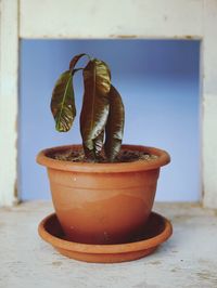 Close-up of potted plant on table