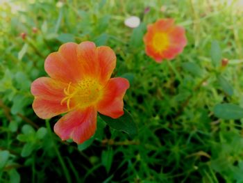 Close-up of orange flower growing in field