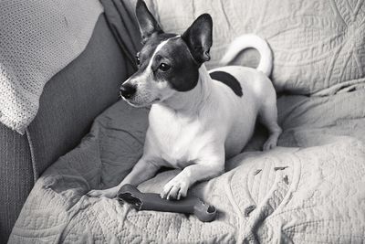 Dog relaxing on sofa