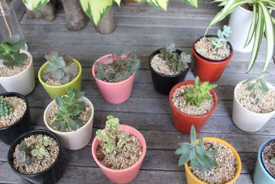 High angle view of potted plants on table