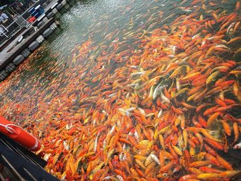 High angle view of koi carps swimming in water