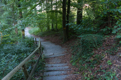 Footpath amidst trees in forest