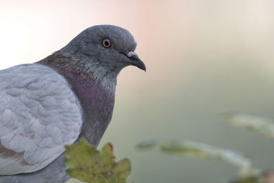 Pigeon resting at park