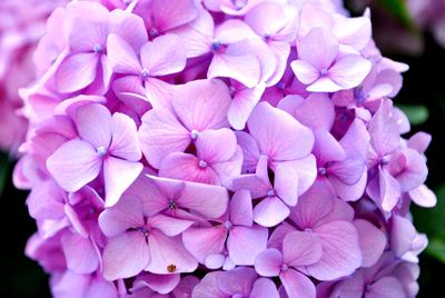 Close-up of pink hydrangea flowers in park