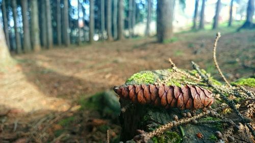 Close-up of tree trunk in forest