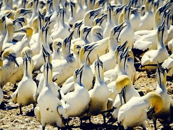 High angle view of birds on beach