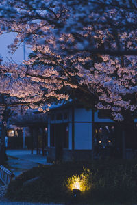 Low angle view of flowering tree by building at night