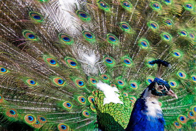 Full frame shot of peacock