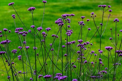 Close-up of purple flowering plants on field