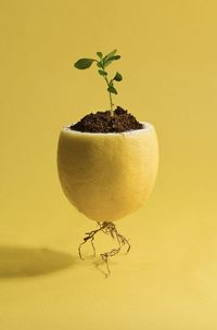 Close-up of plant against yellow background