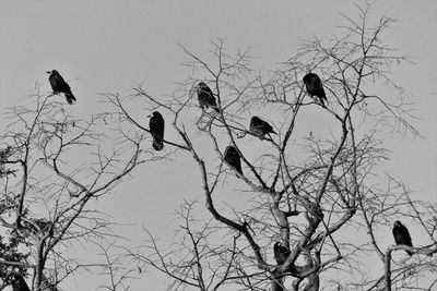 Low angle view of birds perching on bare tree