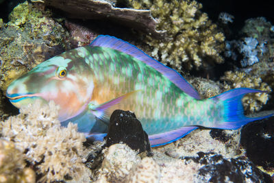 Close-up of fish in water