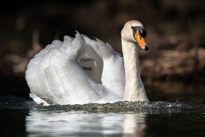 Close-up of swan swimming in lake