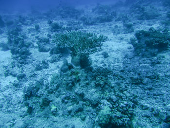 View of fish underwater