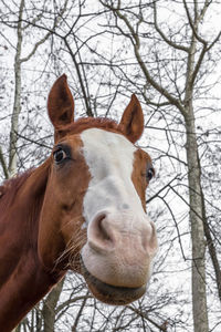 Close-up portrait of horse against trees